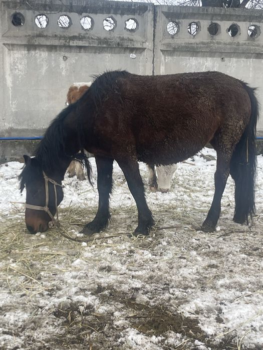 Жылкылар сатыладаы