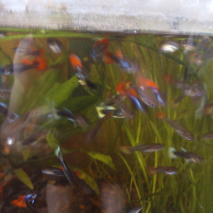 Продам гуппи  Микс