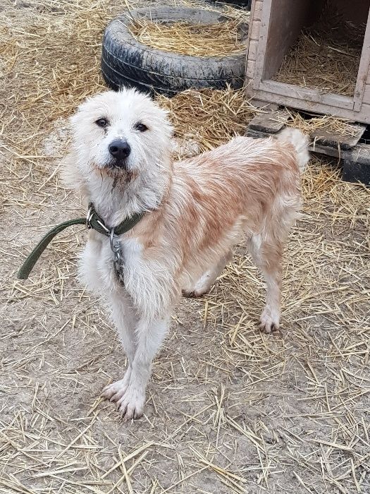 Приют для собак "Хвостатый рай" в Алматы