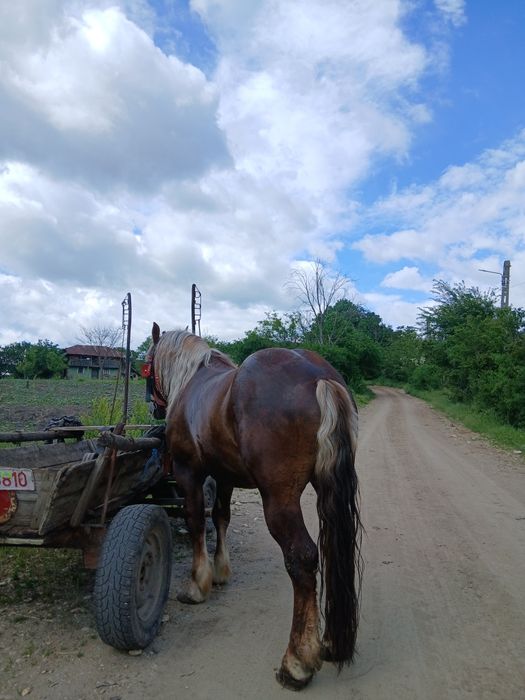 Cârlan semi-greu de vânzare 3 ani