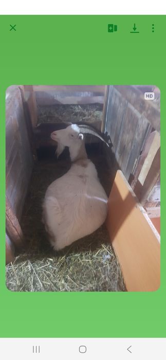 Capre fatate de vanzare