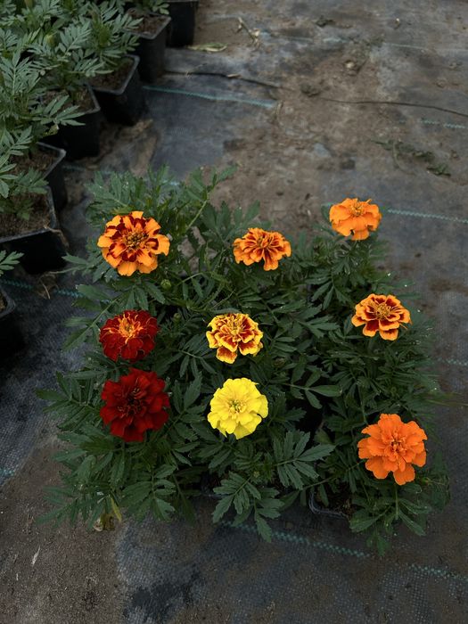 Flori de gradina: begonie, creiță, gura leului, verbena etc