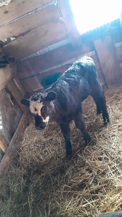Продам телят оптом