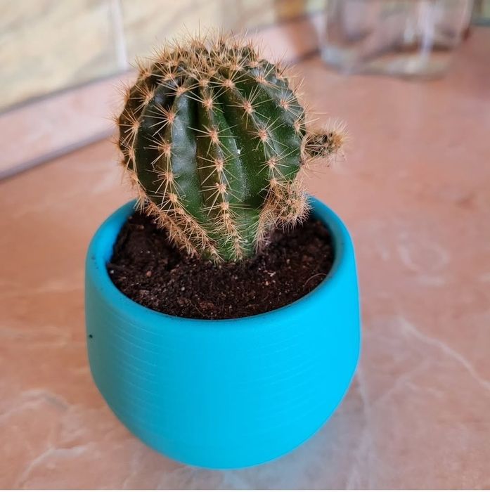 Продам цветы комнатные: звоните