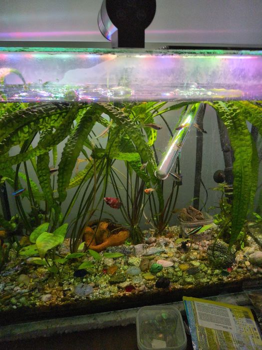 acvariu complet 80 l