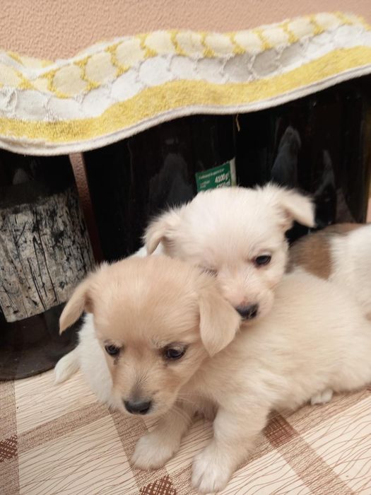 Cațelusi pentru Adopție