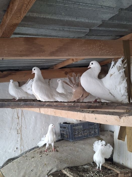 Павлин кептерлер.