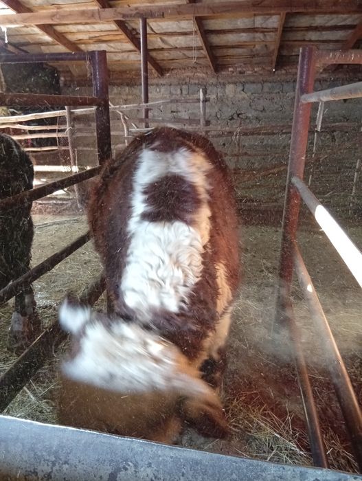 Бык акбас Ангус чистый племеной