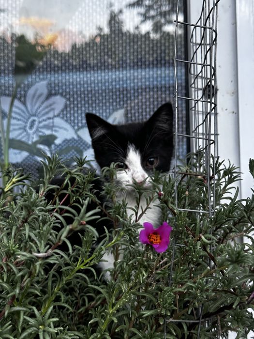 котята бесплатно
