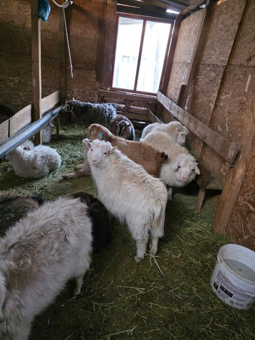 Барана и  козы от 25 до 85 тысяч