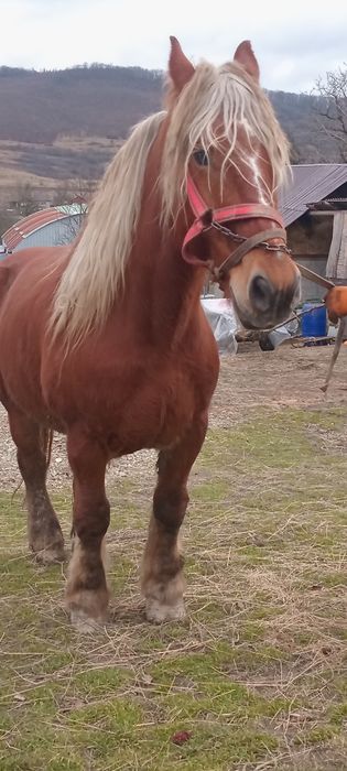 Vand sau schimb iapa