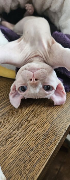 Инвестор в питомник элитных кошек