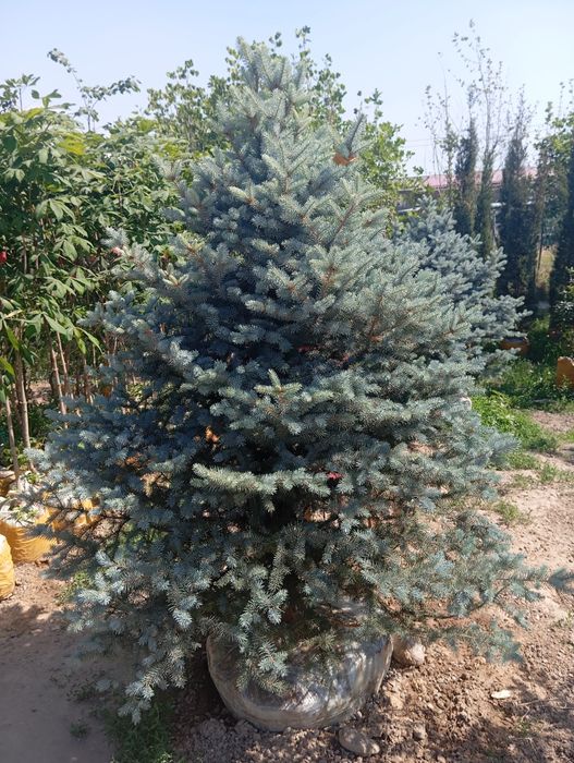 Ot orish archa ekish gazon ekish