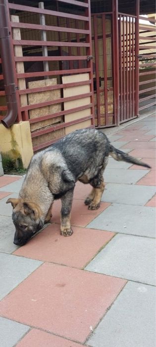 Ciobanesc German femela cu carte de origine romana