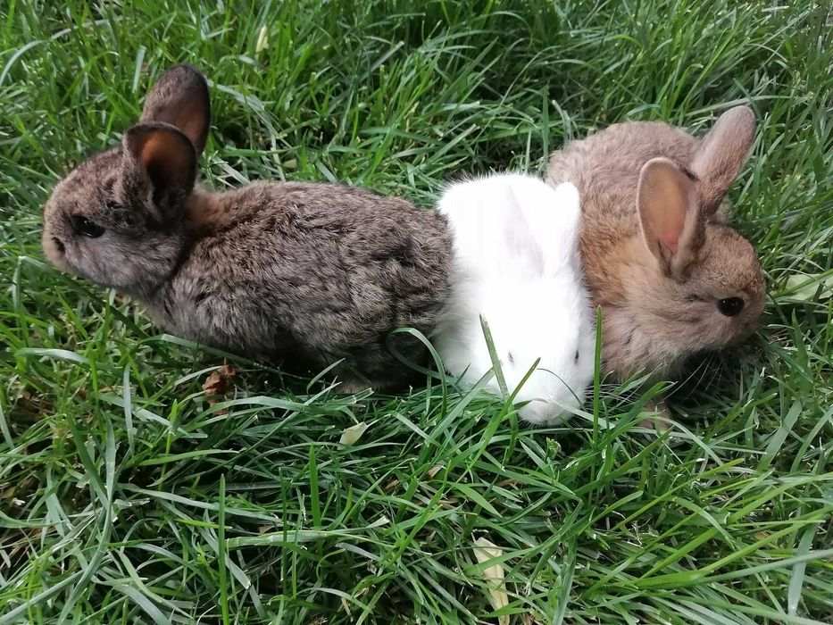 Quyon bolalari 1,5 oylik