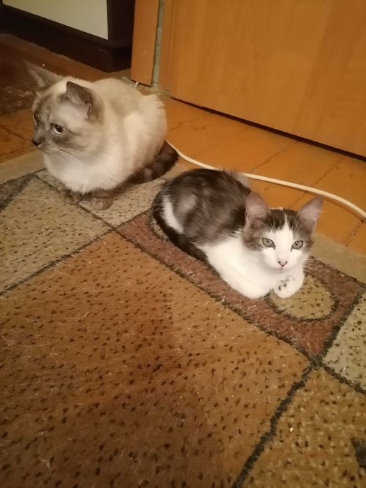 Кошечка домашняя, красивая.