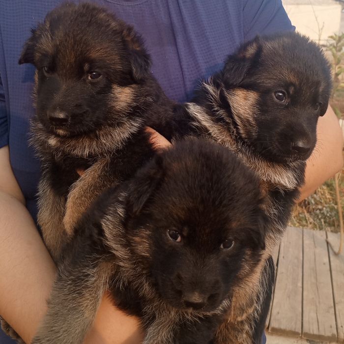 Продаются щенки немецкой овчарки