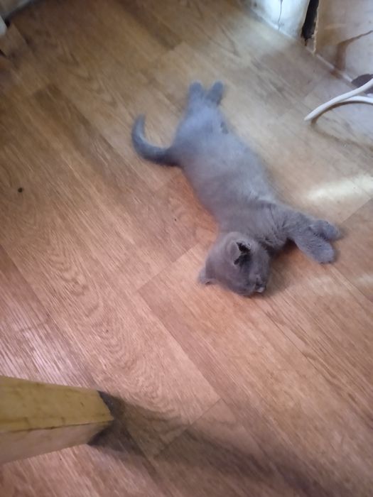 Страйт  котята 1,5месяц . Приучены.