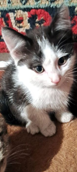 Котята ждут своих хозяев!