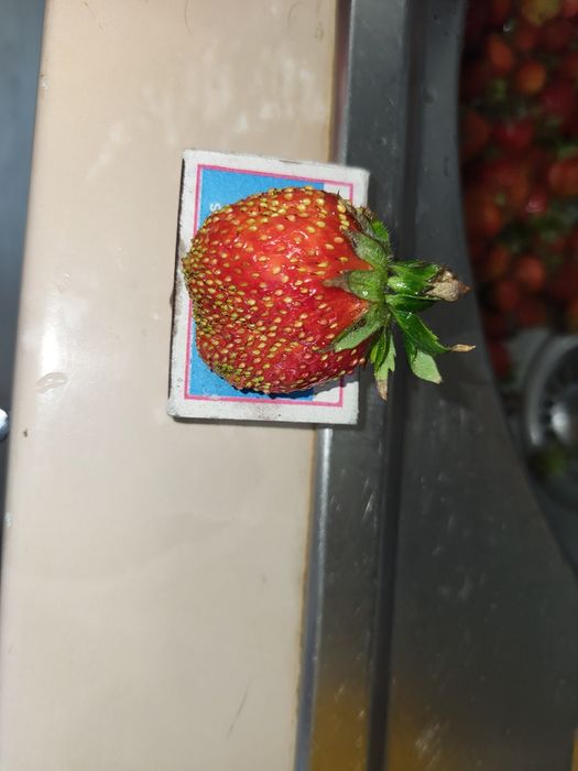 Продам рассаду клубники
