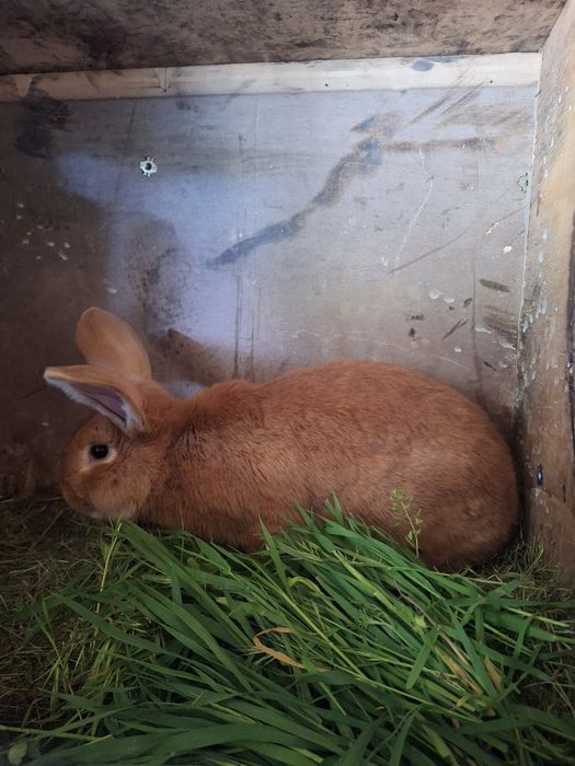 Бургундский самец