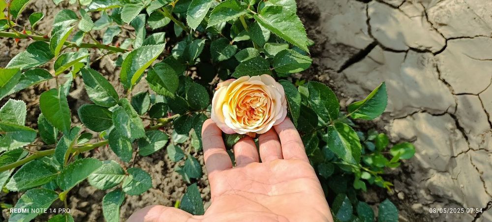 Atirgul sotiladi45 hil so'rti bor