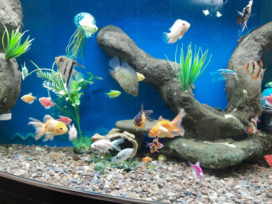 Akvaryum Baliqlari