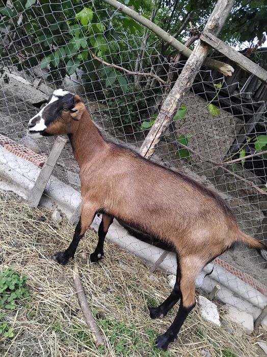 Vand capra alpina franceza