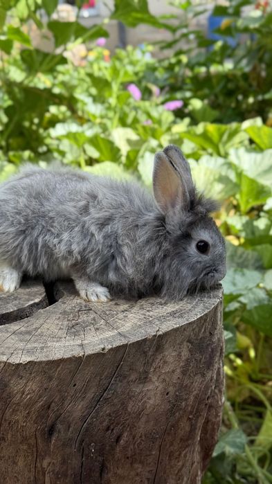 Продается кролик ангорка