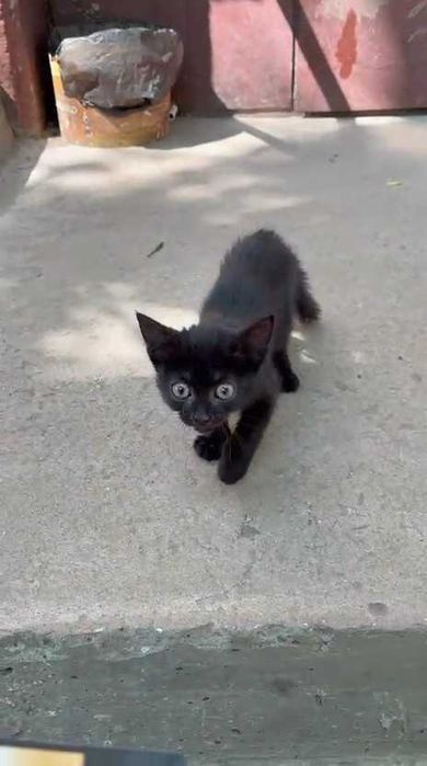 Подбросили котенка. Нужен дом!