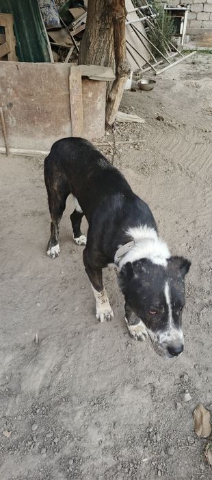 Srochna sotiladi alabay /yoshi endi 1 yoshlar toladi/name/axles