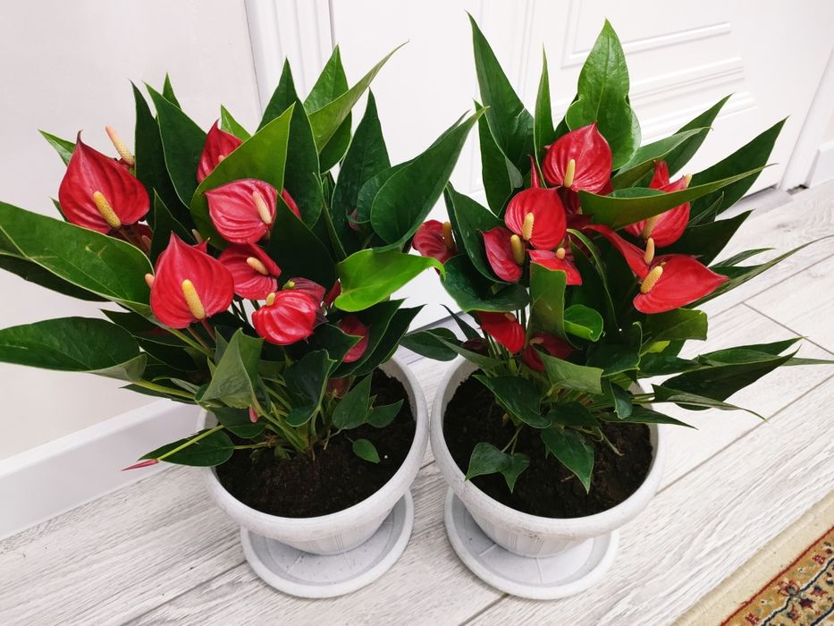 Комнатные растения, доставка.