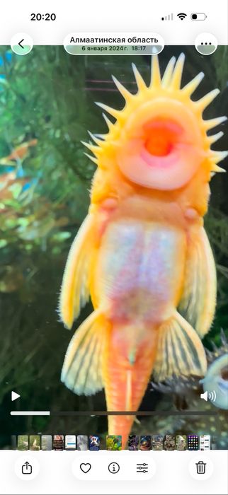 Сомики Анцитрусы