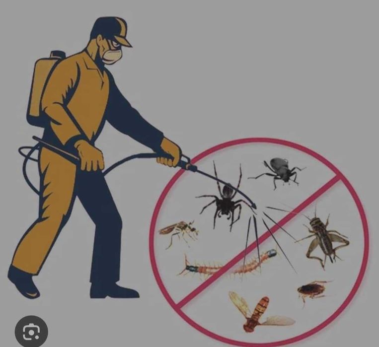 Дезинфекция и химчистка