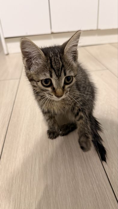 Котенок в добрые руки