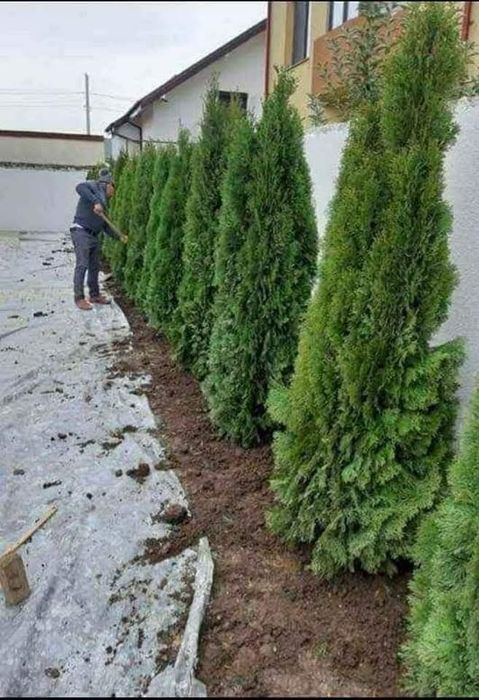 Chiparos Leylandii este un conifer de talie medie, din familia Cupress