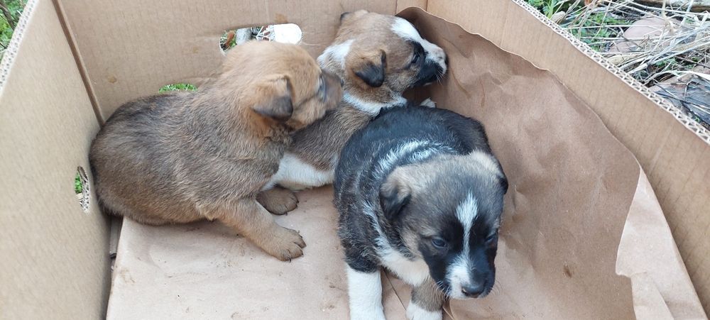 Прекрасни кученца