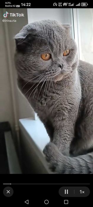 Кот на вязку вислоухий