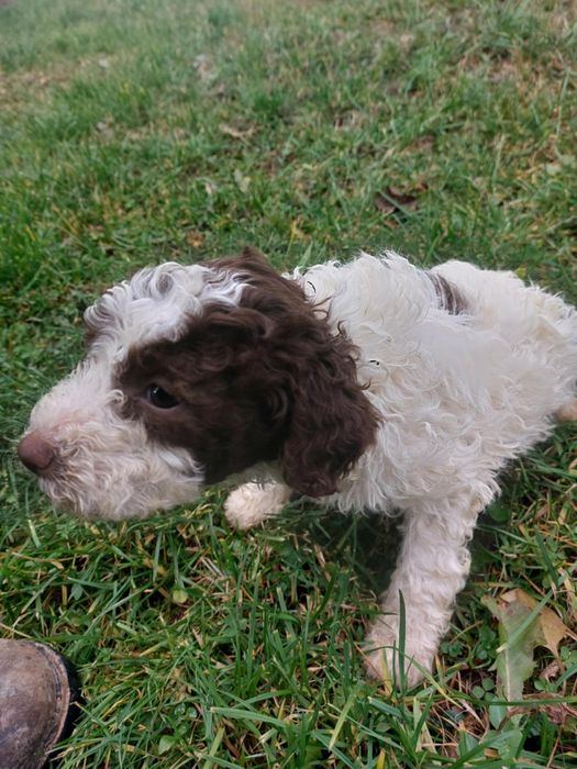 Lagotto romagnolo disponibil
