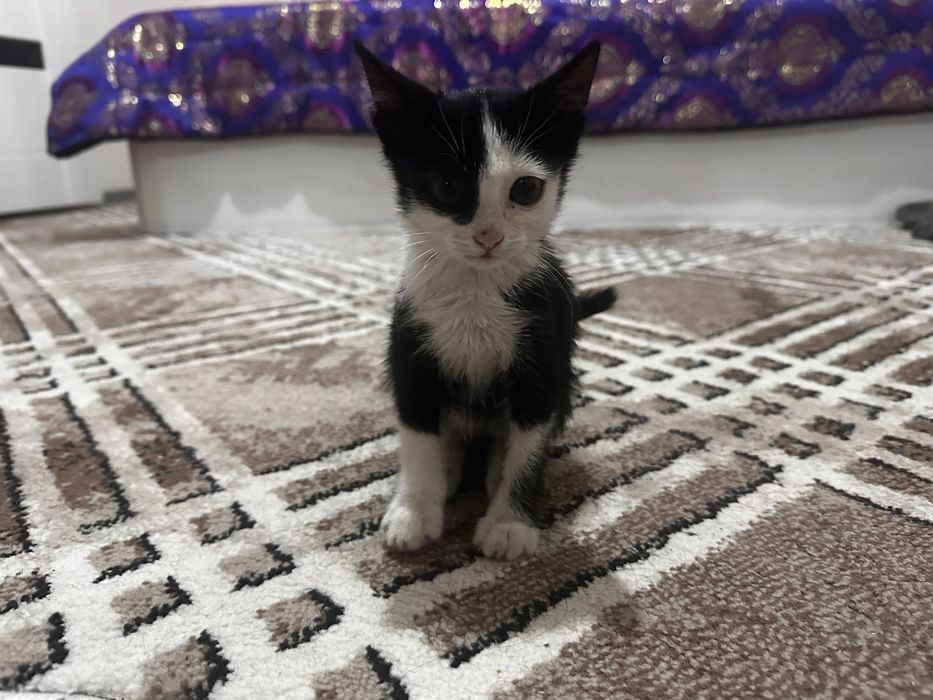 Отдам Котенка Даром