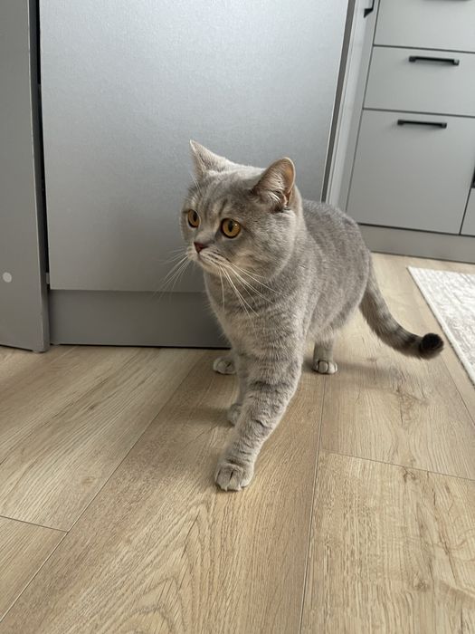 Ищу кота для вязки бесплатно