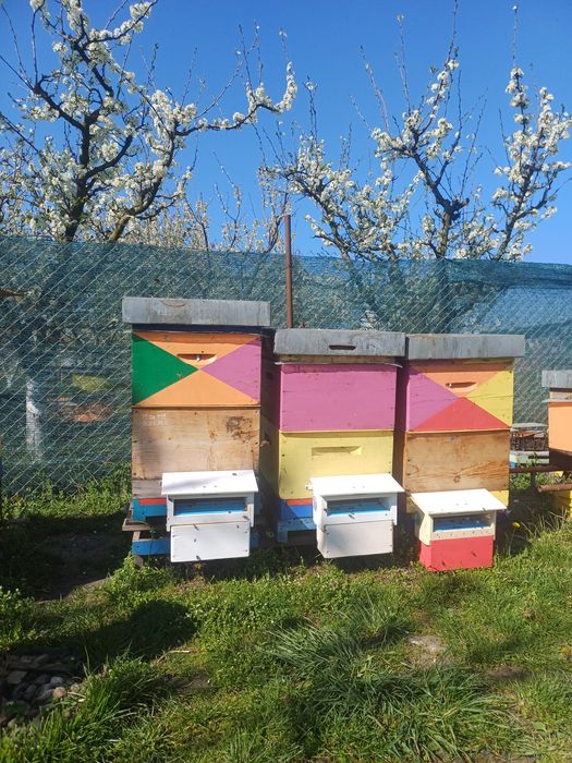 Miere albine salcam / rapita,pomi fructiferi,poliflora si capacele miere