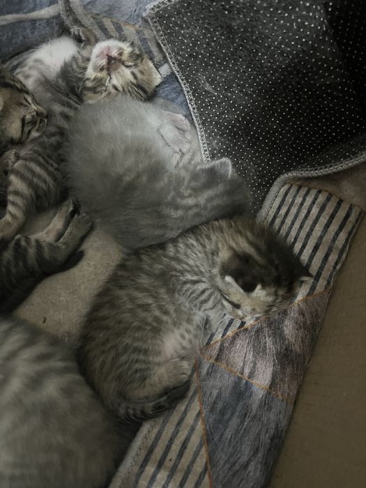 Котенки шотландские