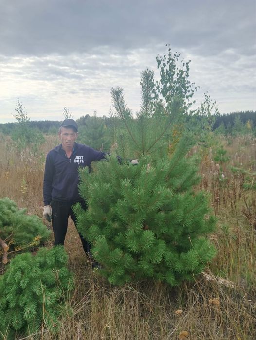Ель саженцы ландшафт