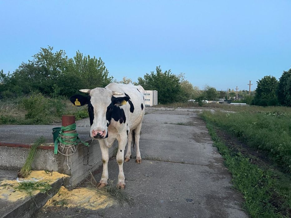 Vaca cu lapte de vanzare