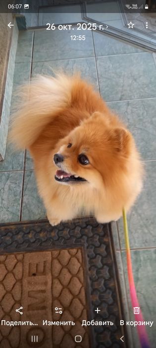 Пропал шпиц рыжий