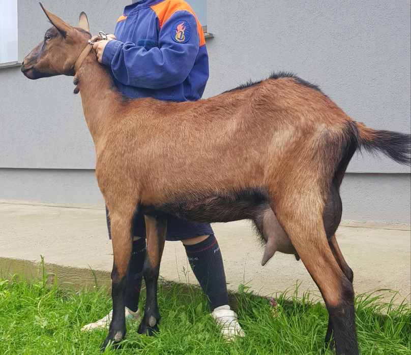 Alpina Franceza la prima fatare