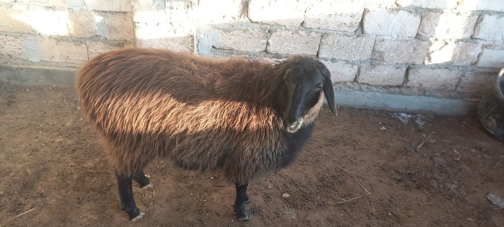 саулық қой сатылады