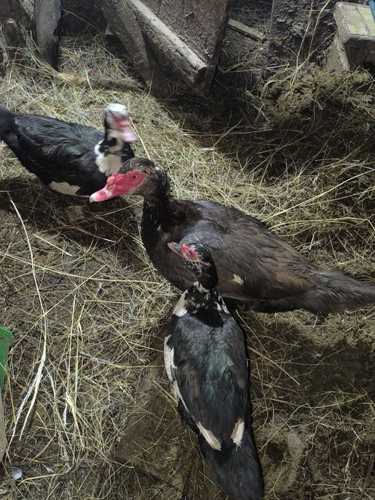 Продам индоуток 1 самец 5 самок