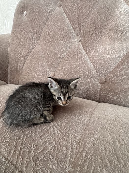 Отдам котенка в хорошие руки